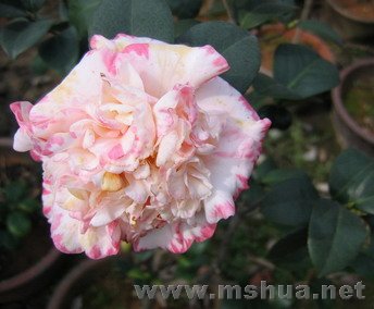 IMG_5749.jpg