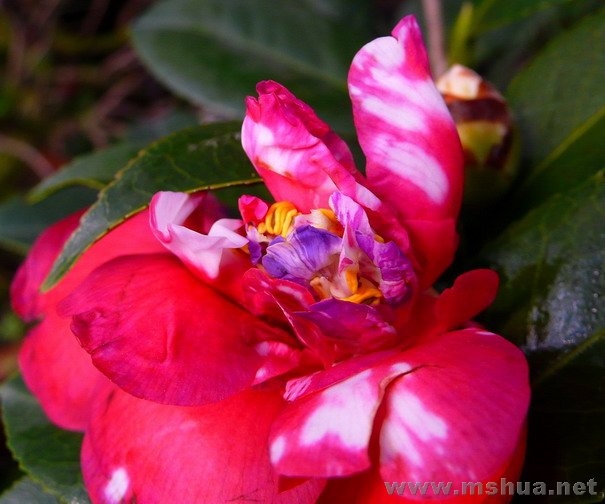 ��о������ɫ����