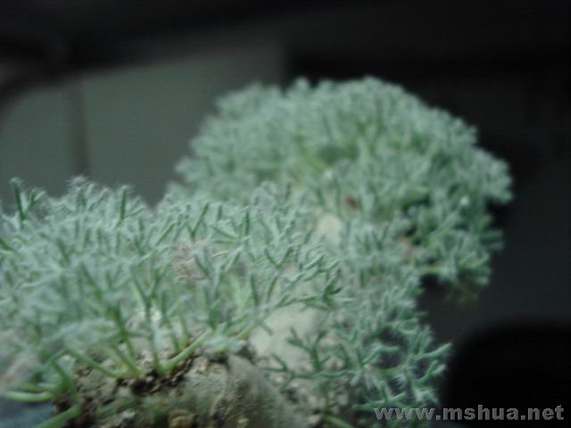DSC02601.jpg