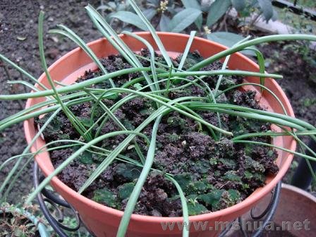 ���ѷ����ӵ�Ҷ��ȫ������������������