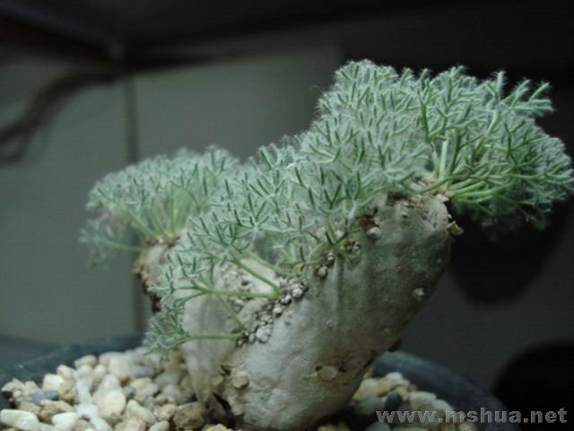 DSC02602.jpg