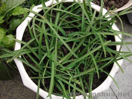 ������һͷ�ҷ�