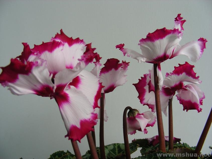 �칫����Ƭ 006.jpg