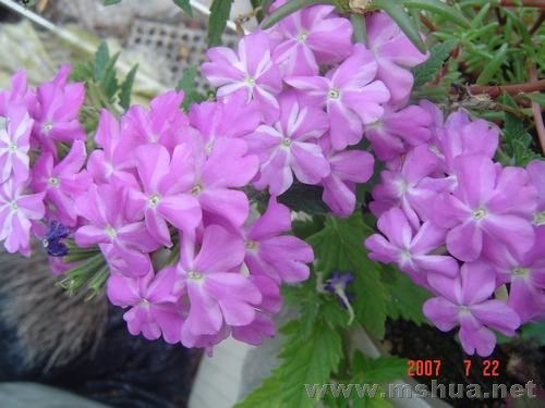 ������Ů