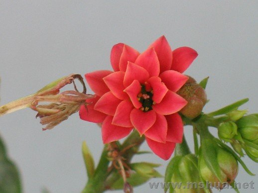 �ֱ䣬�����ɫ����