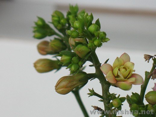 �ò�֮��İ׺����ĵ�1�仨�е��̬������͸�ۣ�