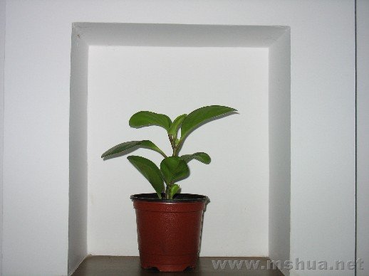 ֮ǰǤ�����С�裬���÷��ڵ��ӱ���ǿ�Ŀո���