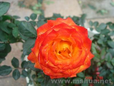 ������С DSC04059.JPG