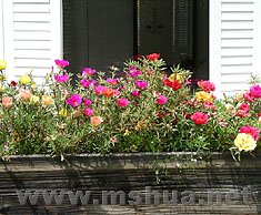 portulaca235.jpg