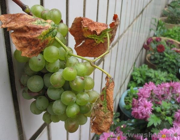 2007�����һ������