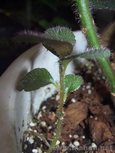 �����(08017)02.JPG