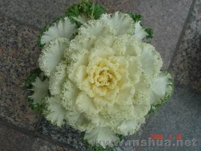 ������С DSC04056.JPG