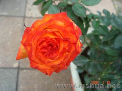 ������С DSC04058.JPG