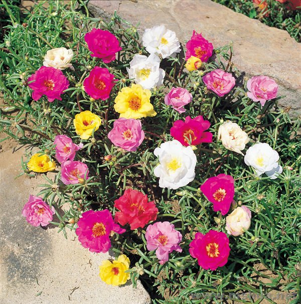 PORTULACA.jpg