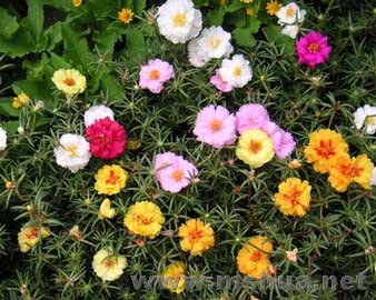 portulaca-grandiflora.jpg