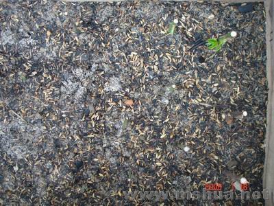 ������С DSC04078.JPG