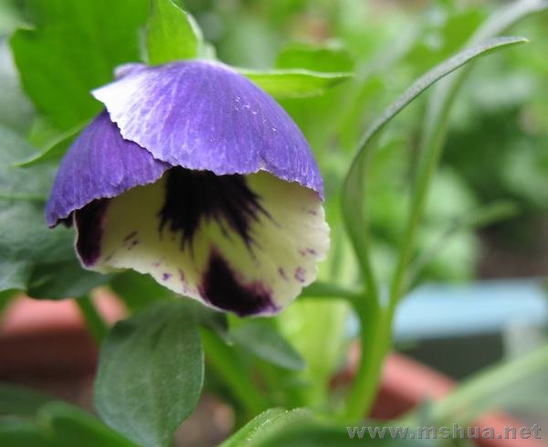 �Ǹ�С��è����û¶����