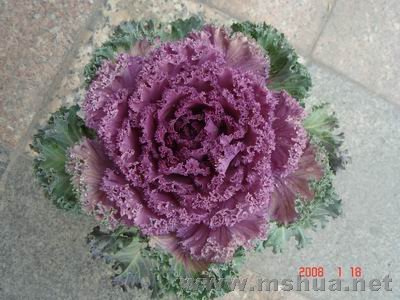 ������С DSC04057.JPG