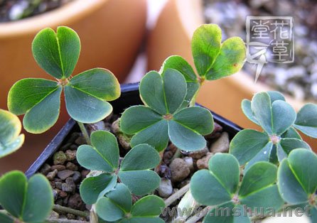 Oxalis brazil yellow 5.jpg