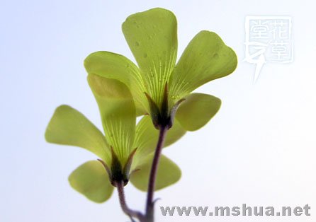 Oxalis compressa9.jpg
