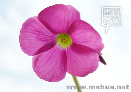 Oxalis bowiei9.jpg