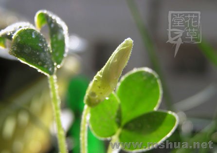 Oxalis adenodes4.jpg