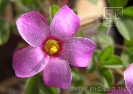 Oxalis callosa7.jpg