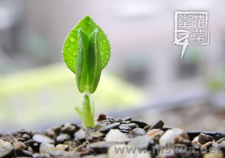 Oxalis adenodes3.jpg