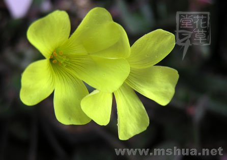 Oxalis compressa7.jpg