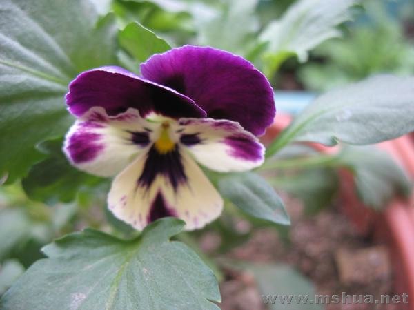 �е�������С��è