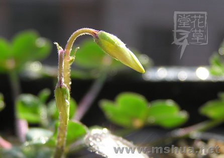 Oxalis compressa5.jpg