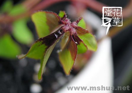 Oxalis deppei 'Iron Cross'