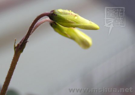 Oxalis compressa6.jpg