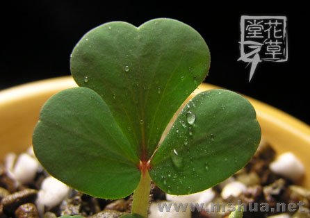 Oxalis ambigua7.jpg