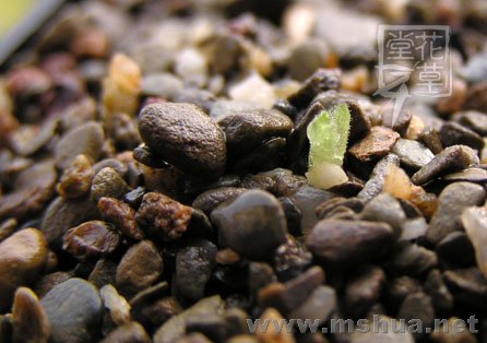 Oxalis adenodes2.jpg