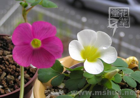 Oxalis ambigua15.jpg