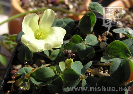 Oxalis brazil yellow 3.jpg