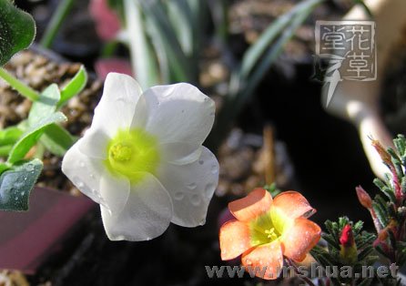 Oxalis adenodes5.jpg