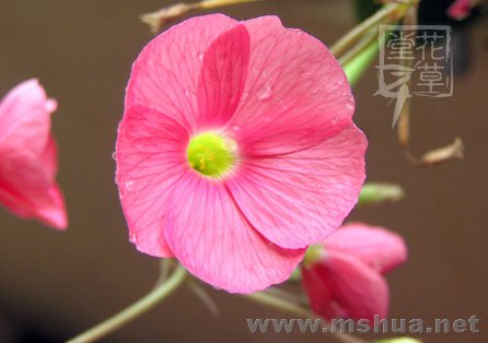Oxalis bowiei13.jpg