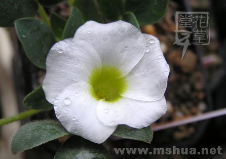 Oxalis adenodes6.jpg