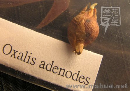 Oxalis adenodes1.jpg