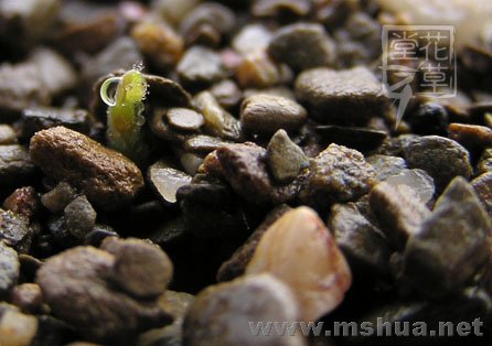 Oxalis compressa2.jpg