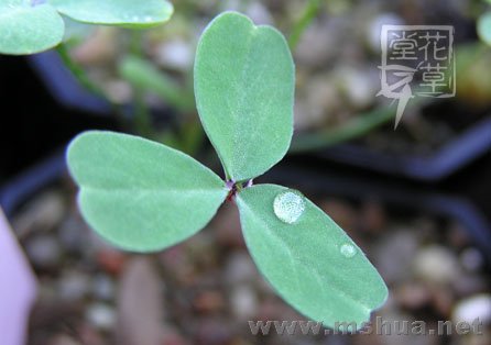 Oxalis comosa 3.jpg