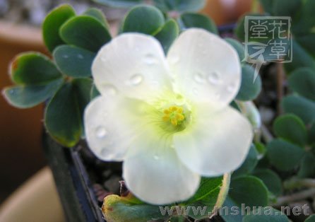 Oxalis brazil yellow 7.jpg