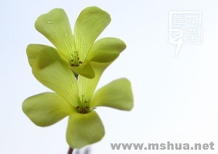 Oxalis compressa8.jpg