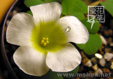Oxalis ambigua11.jpg