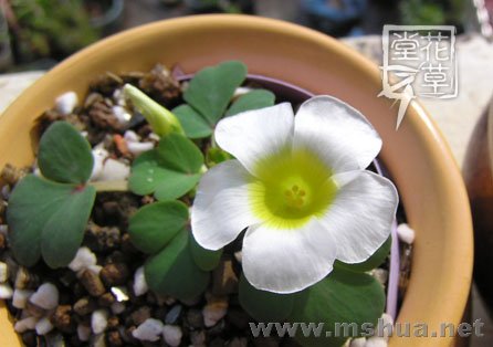 Oxalis ambigua10.jpg