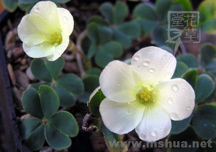 Oxalis brazil yellow 6.jpg