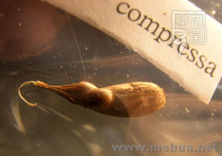 Oxalis compressa1.jpg