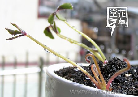 Oxalis deppei 'Iron Cross'